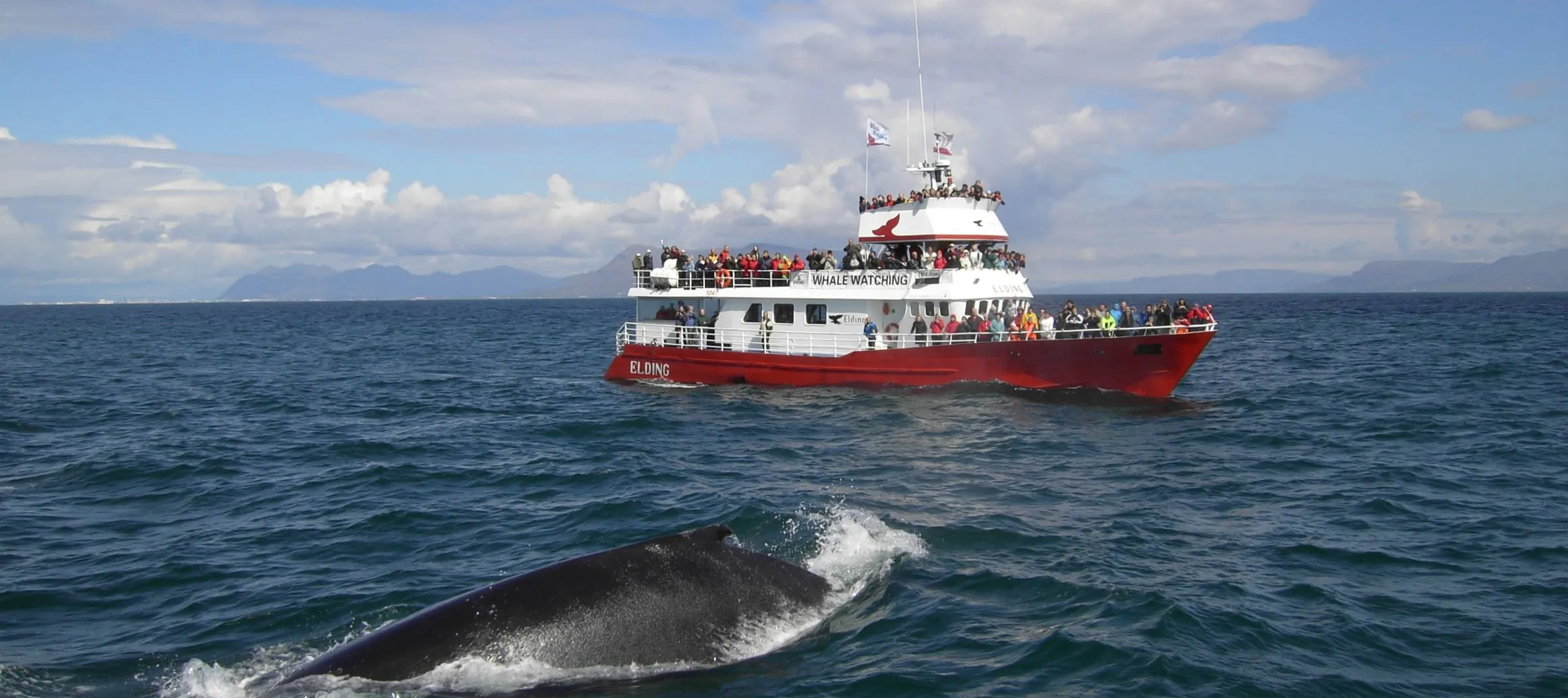 Reykjavik Whale Watching