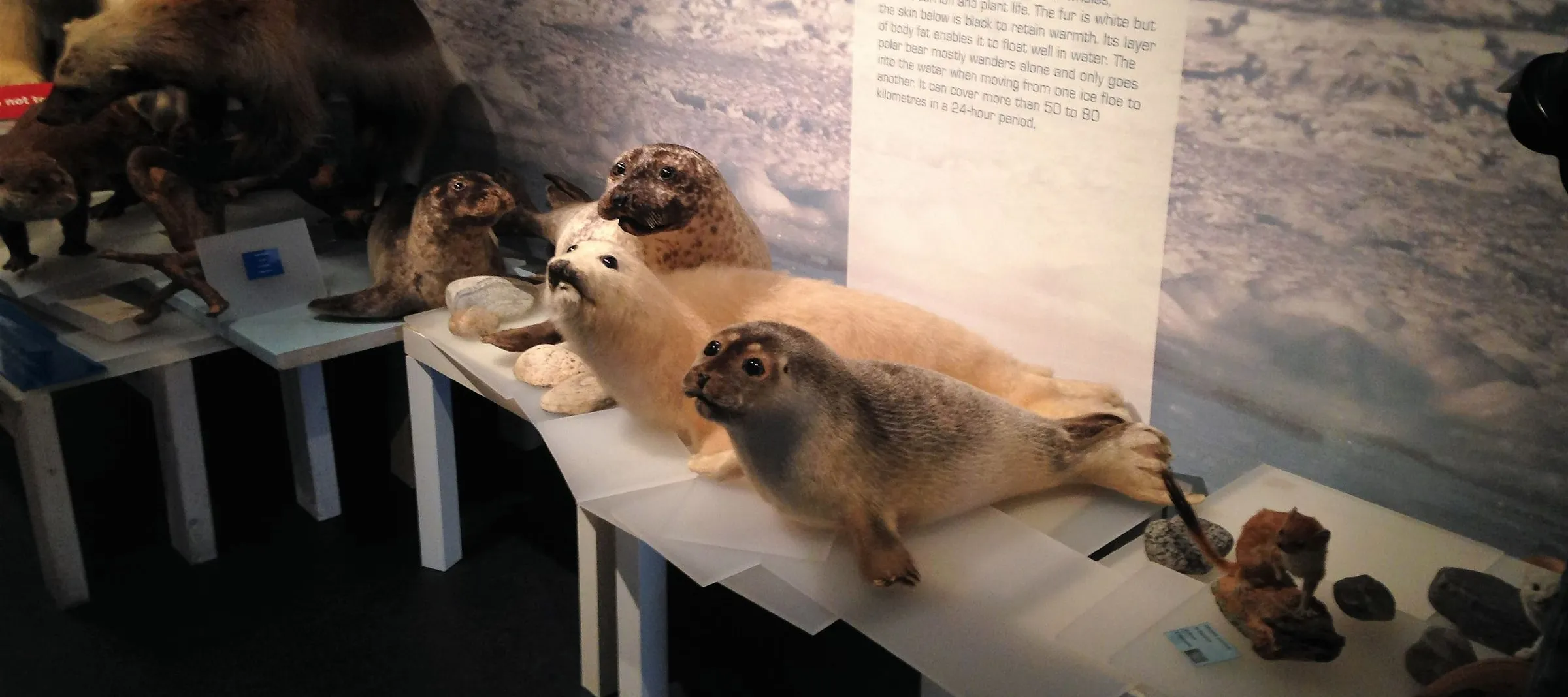 Introduction to Hammerfest & The Polar Bear Club