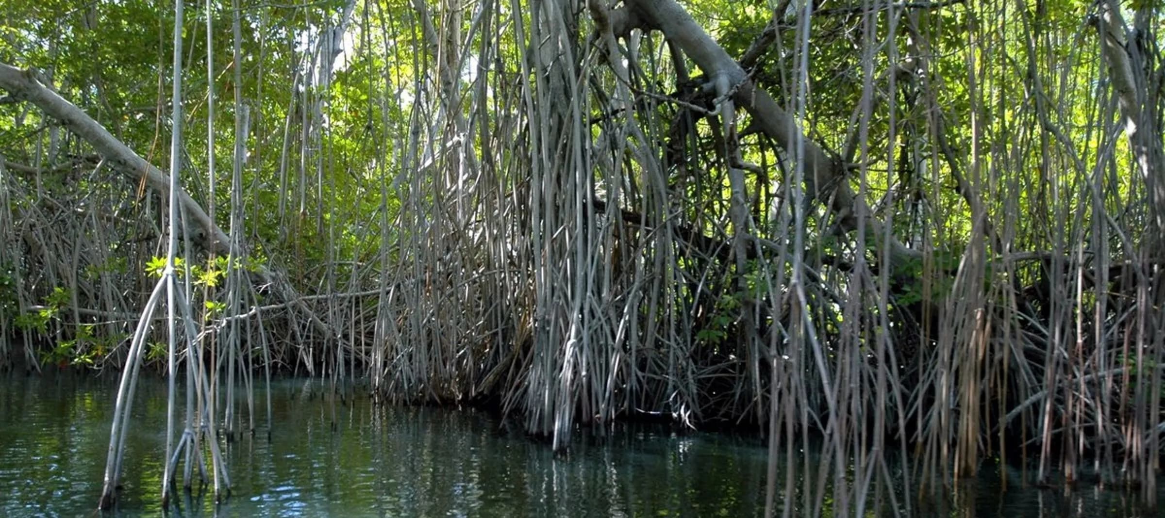 Black River Safari with Lunch