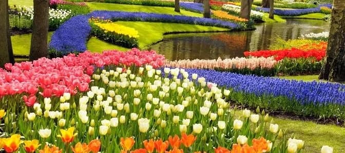Keukenhof Tulip Festival