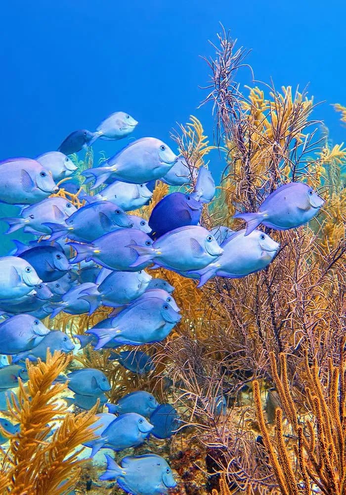 Caribbean underwater scenery. Shoal of Atlantic Blue Tang fish swimming above coral reef with soft corals. Bonaire, Caribbean