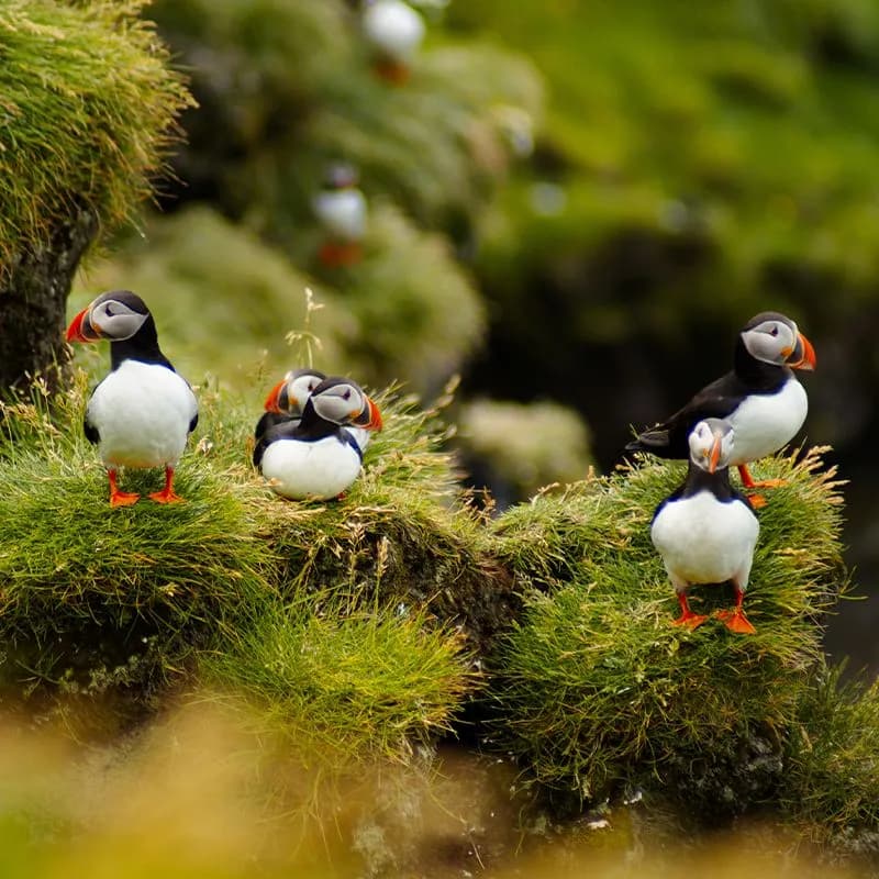 puffins very nice birds from iceland