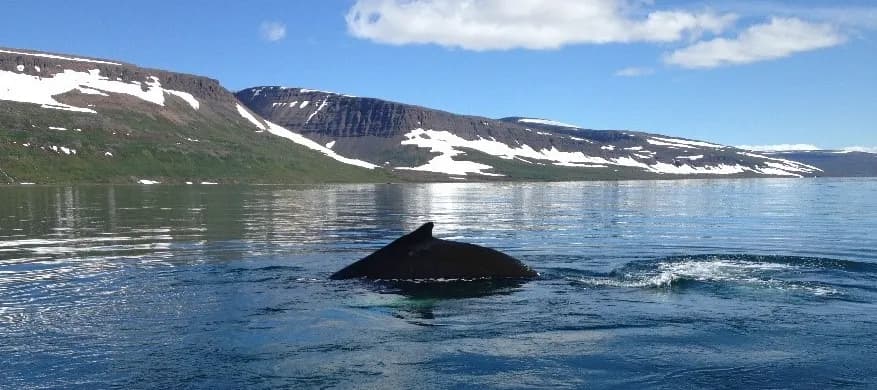 Ísafjörður Whale Watching