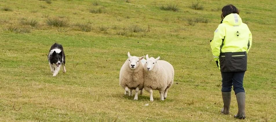 Life of a Shetland Crofter