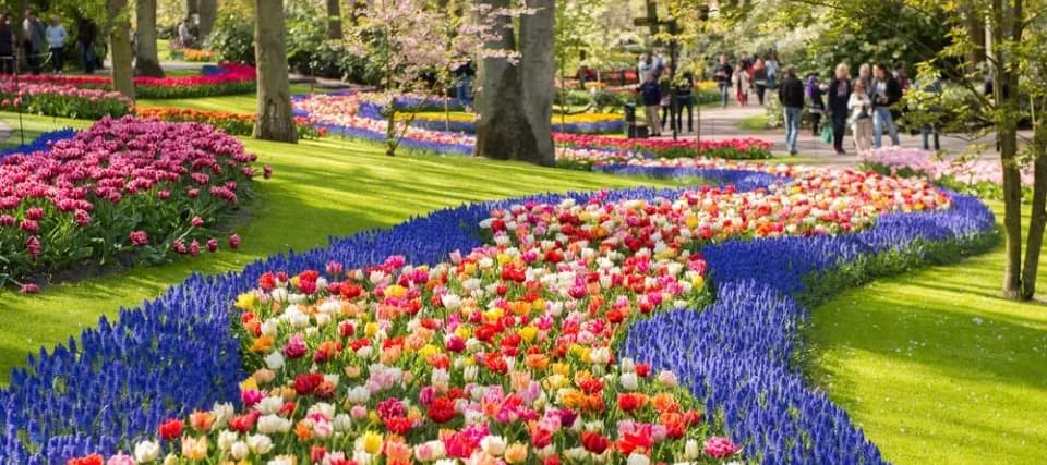 The Tulips of Keukenhof