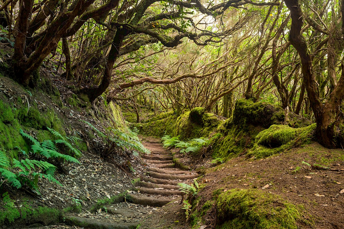 Inside the enchanted Anaga Forest, Tenerife