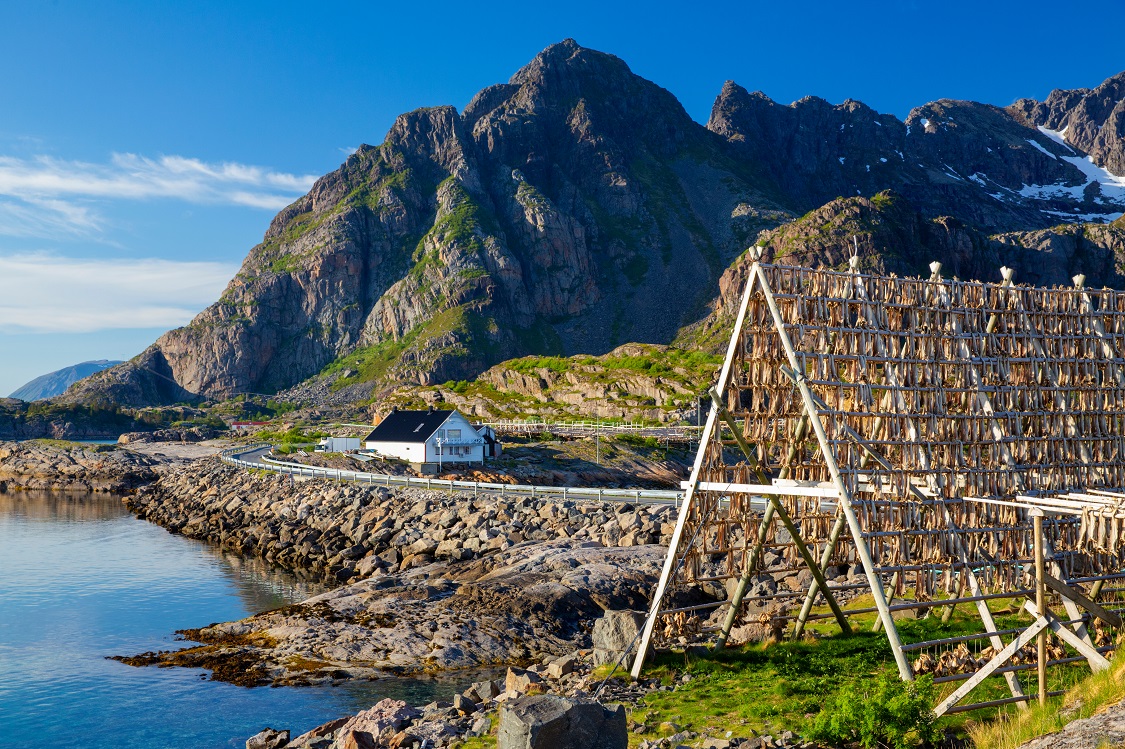 Torrfisk being dried on the shores of the Lofoten Islands, Norway