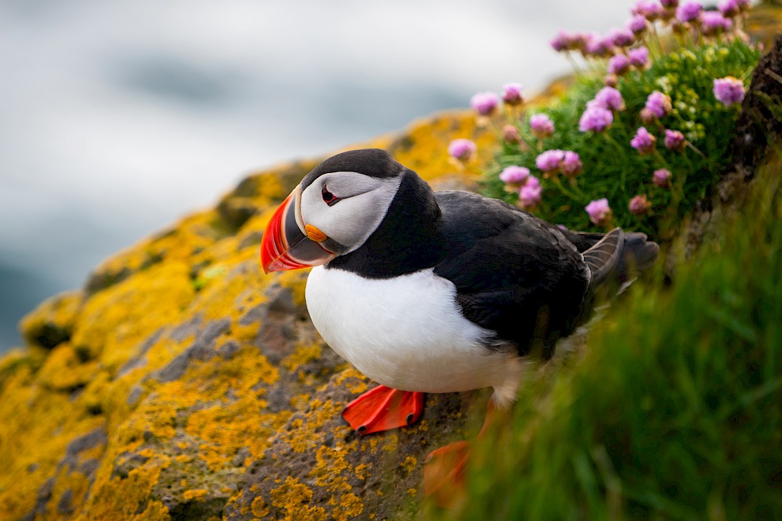Puffin on clifftop
