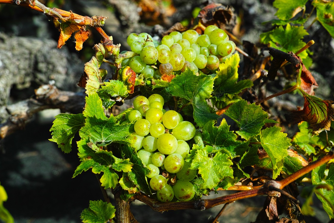 Malvasia grapes in a Lanzarote vineyard
