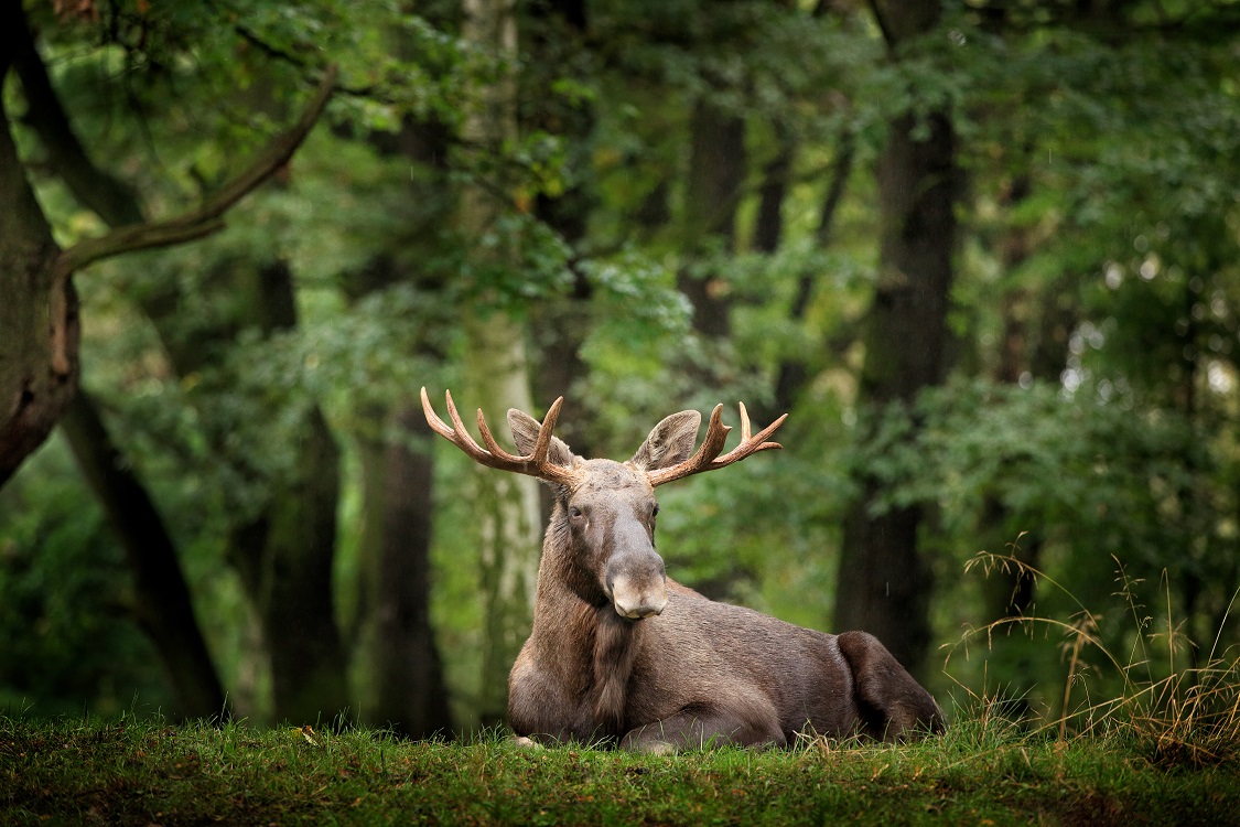 Eurasian Elk in Sweden