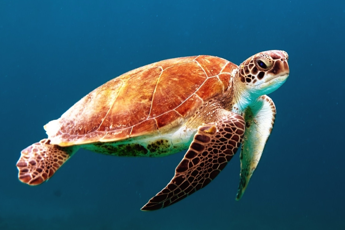 Green sea turtle swimming through ocean