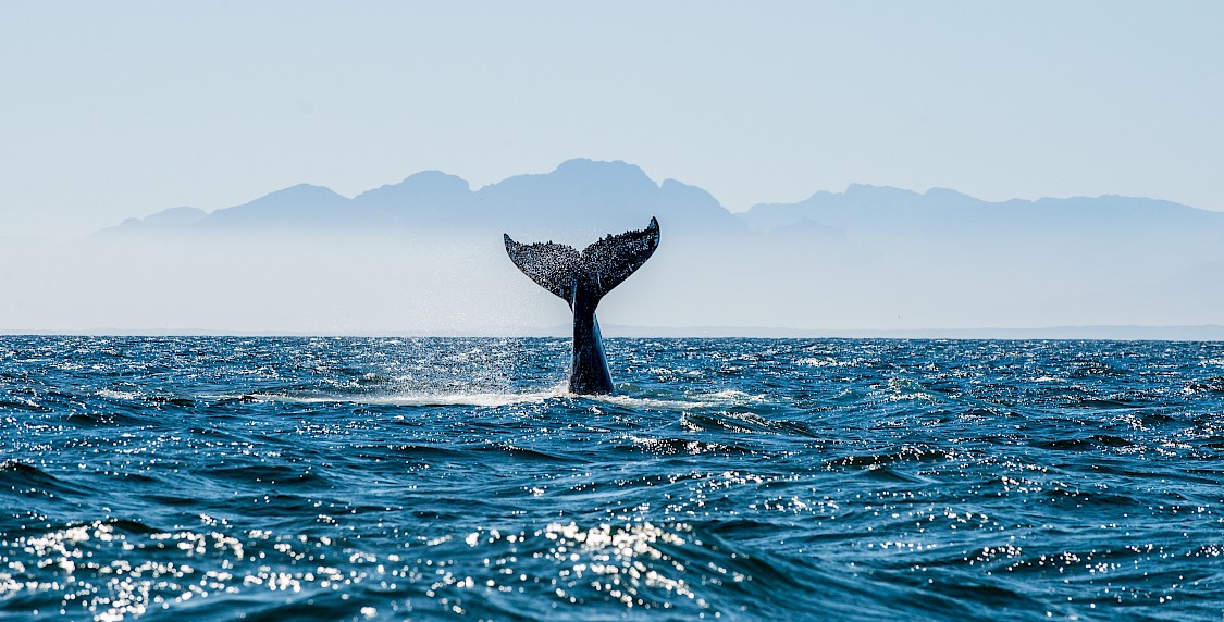 Humpback whale tail breaching the sea